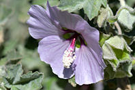 Malva subovata